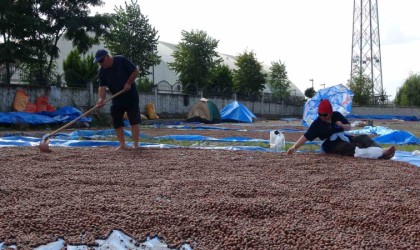 Orduda üreticilerin zorlu fındık kurutma mesaisi