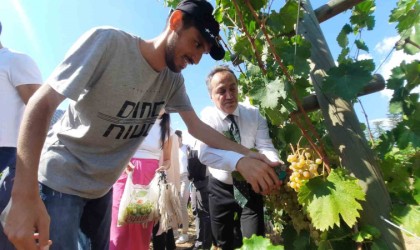 Özel bireyler bağ bozumuyla üzüm topladı