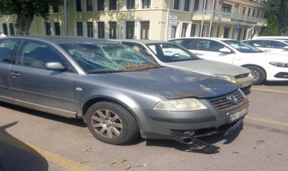 Sakaryada çürüyen ağaç devrildi, 4 araç hasar gördü