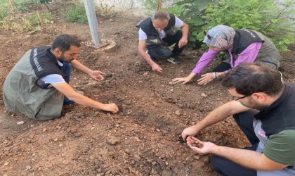 Siirtte salep üretimi için deneme alanı kuruldu