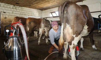 Üreten kadın: Tek başına 20 büyükbaş hayvana bakıyor