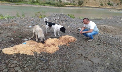 Yağmurlu havada can dostlara yiyecek bırakıldı