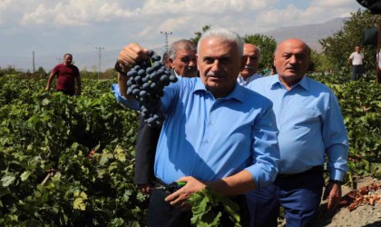 Yıldırım memleketinde Cimin üzümünün hasadına katıldı