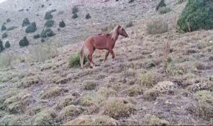 Yozgatta ayağı kırılan yılkı atına jandarmadan şefkat eli