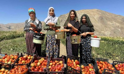 Yüksekovada kadınların eliyle domates hasadına başlandı