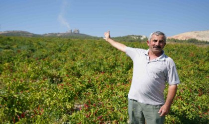 160 yıldır aynı tohumdan üretilen acı kırmızıbiberin verimi bu yıl düştü