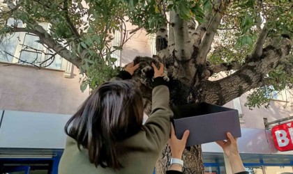 Ağaçtan aşağı inmeyen yavru kedi yaş mamayla ikna edildi