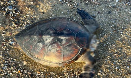 Alanyada caretta caretta ölüsü bulundu