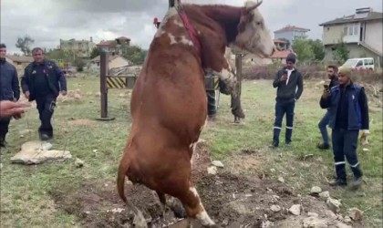 Amasyada çukura düşen inek vinç yardımıyla kurtarıldı