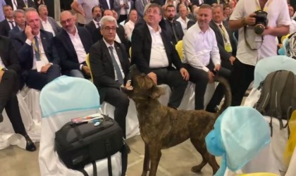 Antalyada fuar alanına girip dron kovalayan köpek gülümsetti