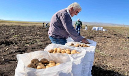 Arpaçayda kışlık patates hasadı başladı