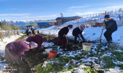 Artvine kış erken gelince patates hasadı kar altından yapıldı