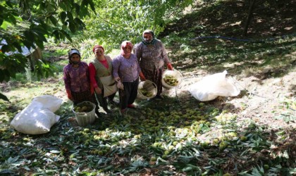 Aydın dağlarında kestane hasadı telaşı başladı