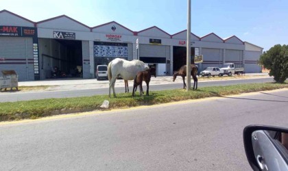 Aydında başıboş atlar tehlike saçıyor