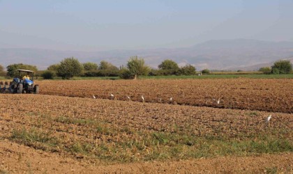 Aydında su kuşları, çiftçilerin tarladaki yoldaşı oluyor