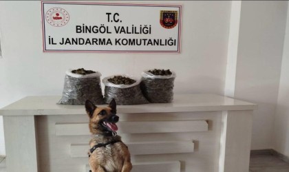 Bingölde 4,5 kilo esrar ele geçirildi