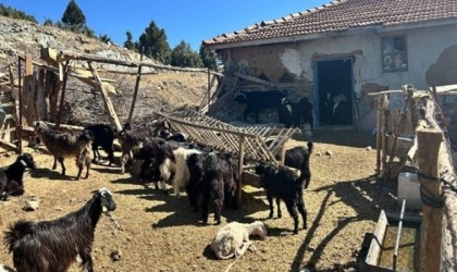 Burdurda kaybolan 42 küçükbaş hayvan jandarma ekipleri tarafından bulundu