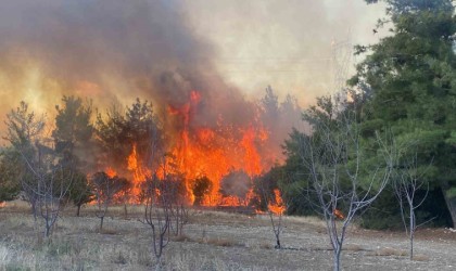 Çanakkaledeki orman yangınında 2 kişi gözaltına alındı