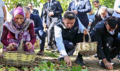 Ceviz üretiminde Türkiye 3üncüsü Bilecik oldu