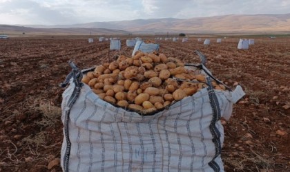 Darendede patates hasadına başlanıldı