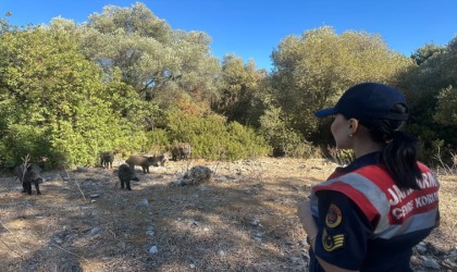 Dilek Yarımadasında jandarma denetimi