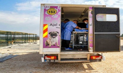 Diyarbakırda 10 köpek mobil araçla kısırlaştırıldı