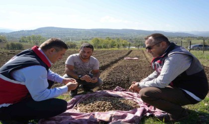 Doğada toplanması yasak olan salebin üretimi artıyor: Kastamonuda 12 dekar alanda dikim başladı