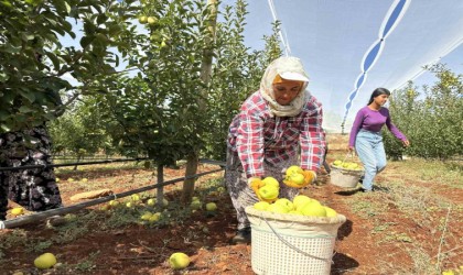 Doğanşehirde elma hasadı başladı