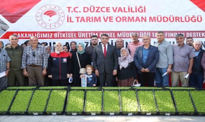 Düzcede çiftçilere 250 bin marul fidesi dağıtıldı