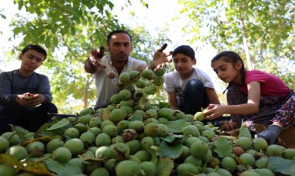 Elazığda ceviz hasadı başladı