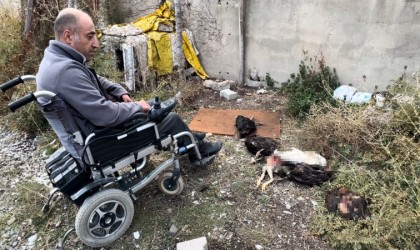 Engelli vatandaşın kümesine giren köpekler 10 tavuğu telef etti