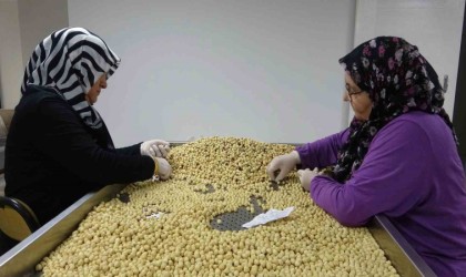 Fındıkta hasat ve kurutma bitti; kırma, kavurma ve paketleme dönemi başladı