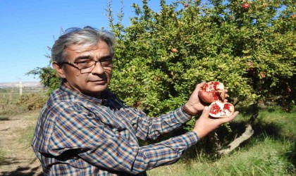 Gaziantepte çiftçiler nar hasadına hazırlanıyor