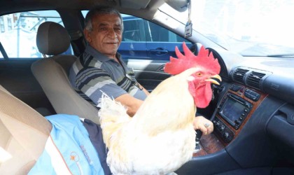 Gelen tüm teklifleri reddeden esnaf, 19 aydır beslediği horozunu Mercedesiyle şehir turuna çıkarıyor