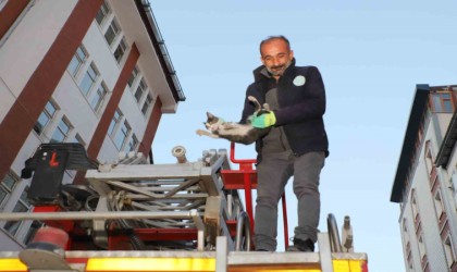 Hakkaride 4 katlı binada mahsur kalan yavru kedi kurtarıldı