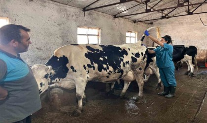 Hastalıktan ari 200 işletme hedefiyle çalışmalar devam ediyor