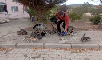 Hisarcıklı esnaf 30 sokak kedisine bakıyor