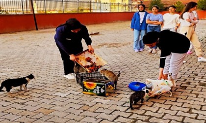 Hisarcıkta yurt öğrencileri artan yemeklerle kedileri besledi