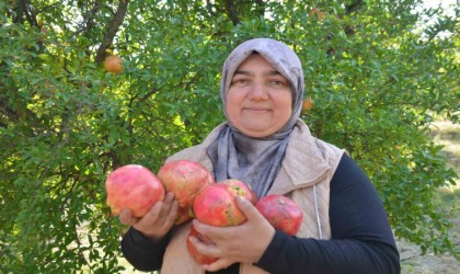 İnhisarın ünlü Deve dişi narında bu yıl verim yüksek