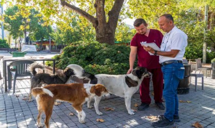 İzmirde sahipsiz köpeklerin sayımı başladı