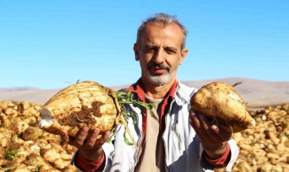 Kahramanmaraşta şeker pancarı hasadı başladı