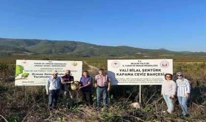 Kavaklığı ceviz bahçesine dönüştüren muhtarlık ilk hasadını yaptı