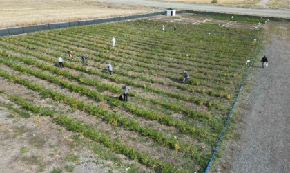 Keçiörende huzurevi sakinleri bostanda meyve ve sebze topladı