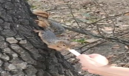 Kesilen ağaçta bulunan yavru sincapları şırınga ile beslediler