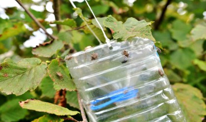 Kokarca ile mücadelede Cezbet-öldür dönemi sürüyor