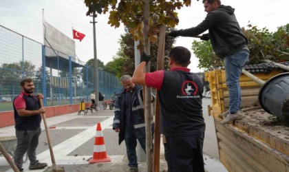 Kuruyan ağaçlar yenilendi