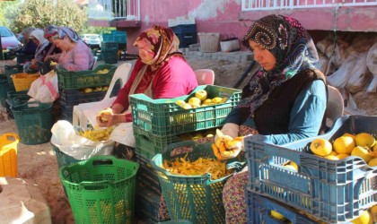 Manisada şifa kaynağı cennet hurmasına talep artıyor