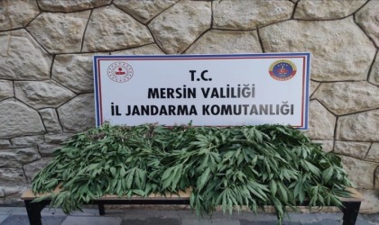 Mersinde uyuşturucu serası kuran şüpheli yakalandı