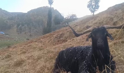 Muşta küçükbaş hayvanlar kar ve tipiye yakalandı