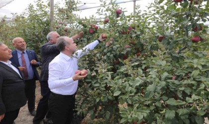 Niğde Ömer Halisdemir Üniversitesinde 200 ton elma hasadı yapıldı